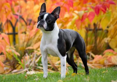 Boston-Terrier-dog-ezgif.com-webp-to-jpg-converter